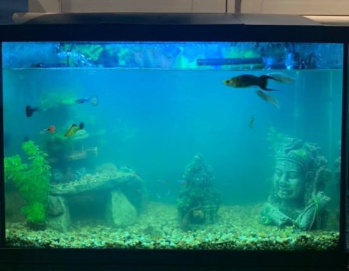 superglue aquarium safe