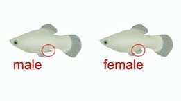 male vs female molly fish