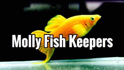 molly fish tank