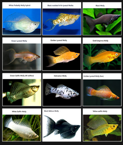 geweer identificatie Draak Types and Species of Molly Fish - Tail Types and Variants